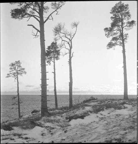 J�ist� ja tinkim�t�nt� kauneutta. (Tammikuiselta Niikkanan patterilta.) SA-kuva