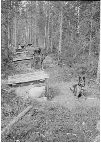 Sotakoiria, SA-kuva_32801.