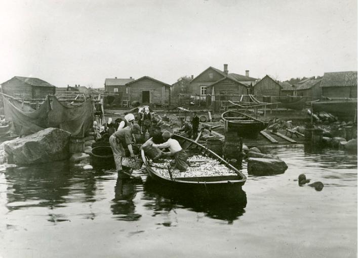 Silakkasaalista siirret��n veneest� rannalle Suursaaressa, Kymenlaakson museo